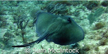 Just drifting at the end of a dive with my buddy by Sam Mcclintock 